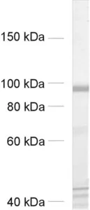 CASK Polyclonal rabbit antiserum - image 1